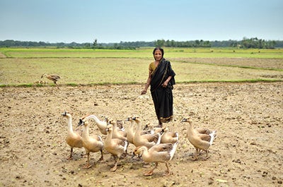 Woman taking care of her geese