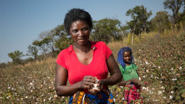 A smallholder family picks cotton on their plot in Muita, Mozambique. Just 650,000 smallholders have any form of agricultural insurance in Africa. 