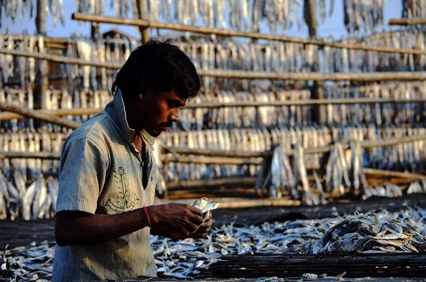 Man works with dried fish, India