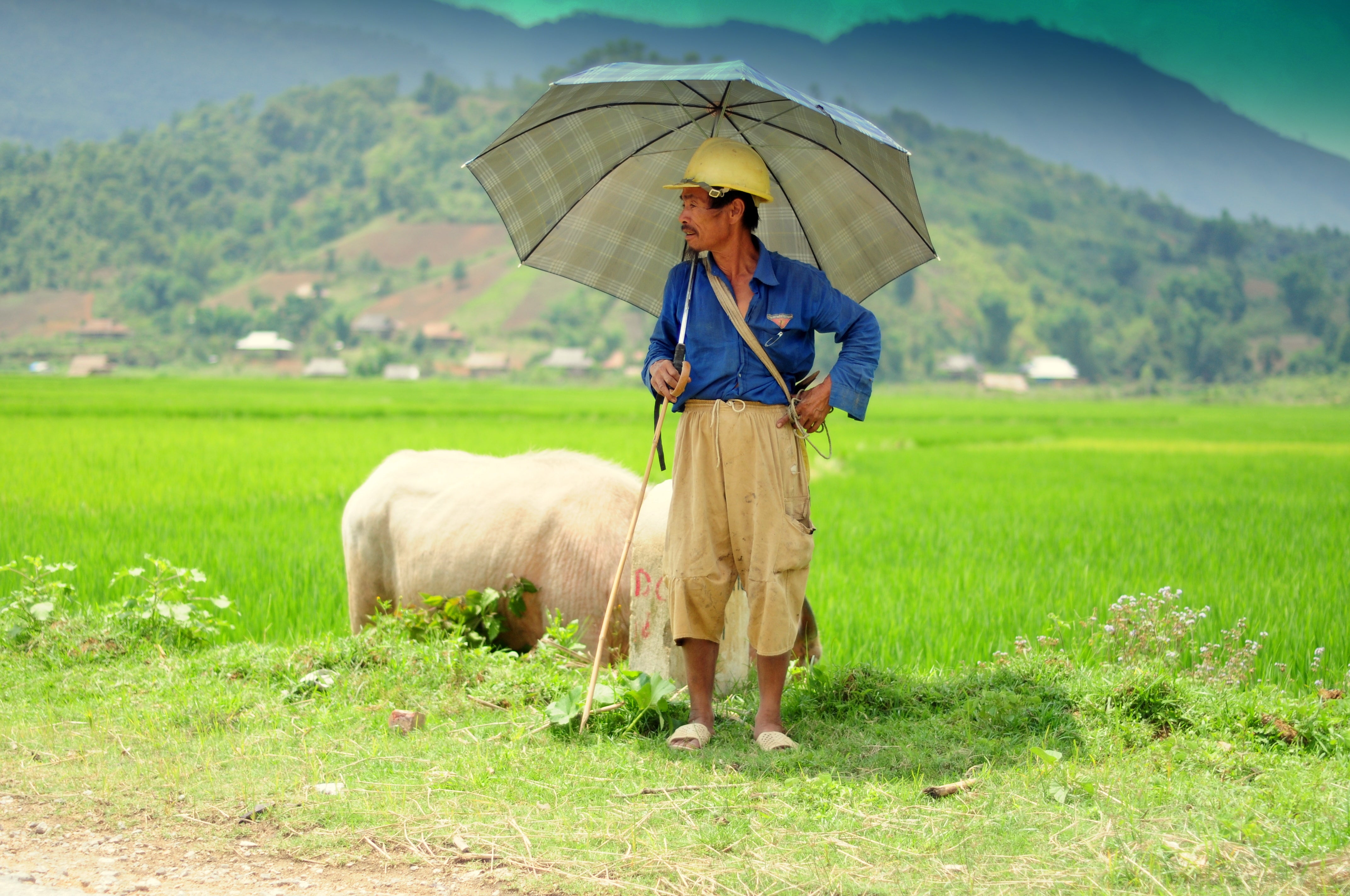 A farmer stands next to a field holding an umbrella.