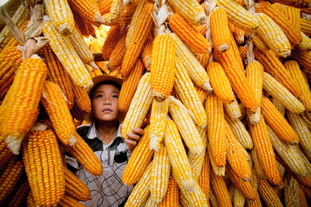 A farmer looks from in between a corn field