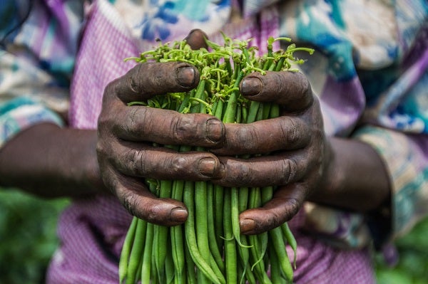 Green bean harvest, Kenya