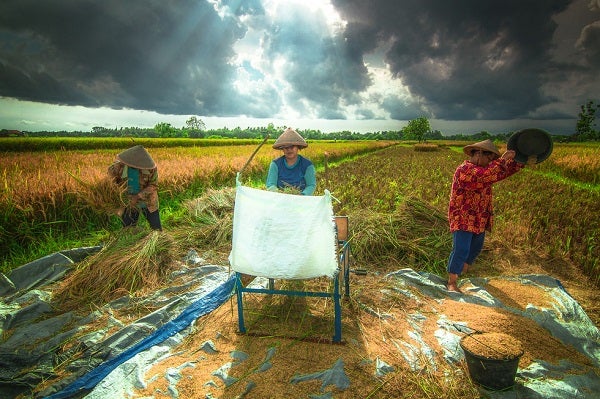 Women farming rice, Indonesia