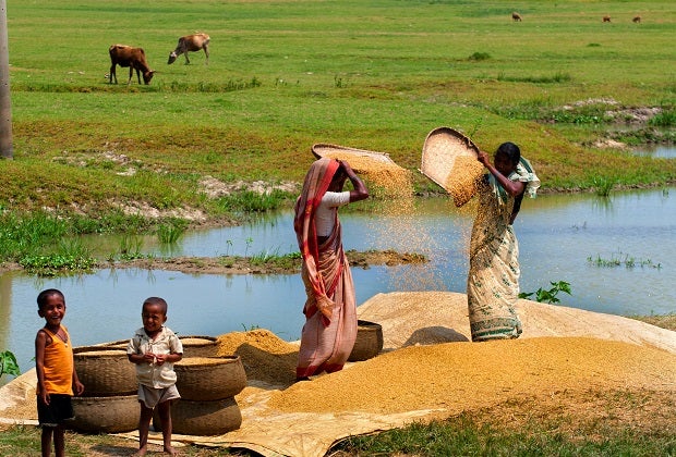 Women process rice, Bangladesh