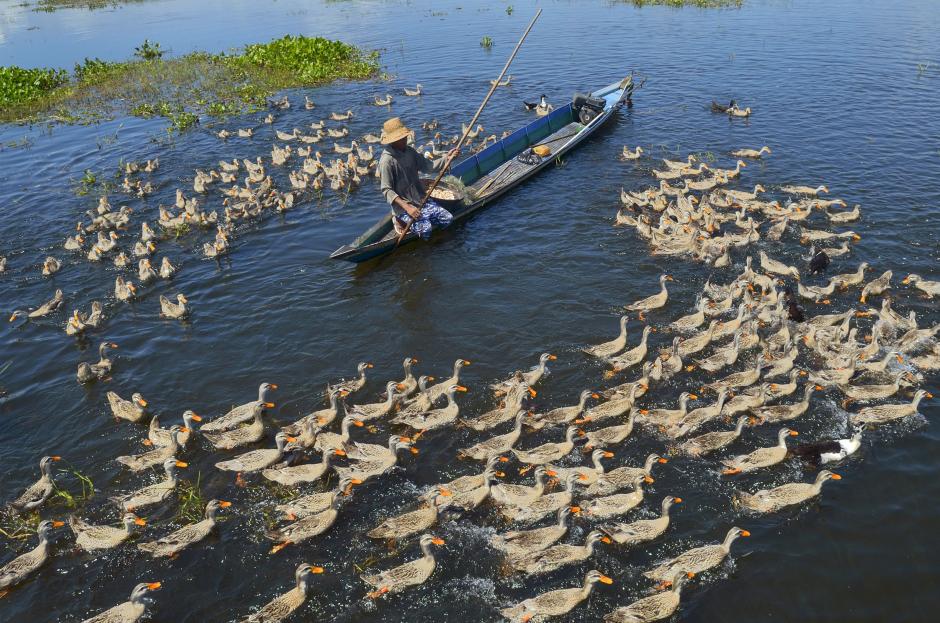 A duck sheperd herding his ducks on water.
