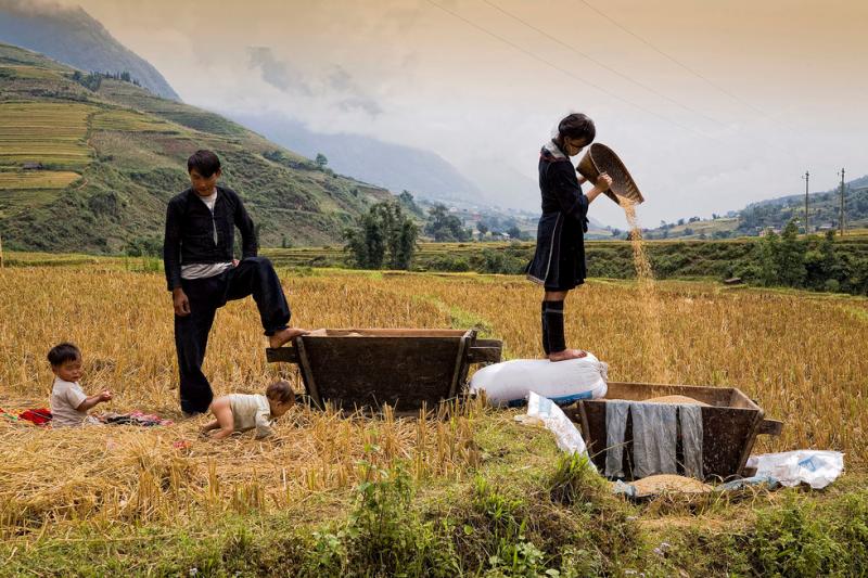 Rice harvesting in Vietnam