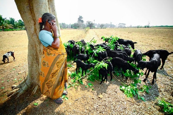 Woman uses a phone while standing with her goats, India