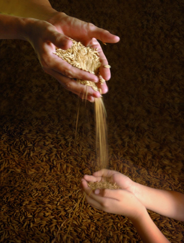 Grain falls from one hand to another 