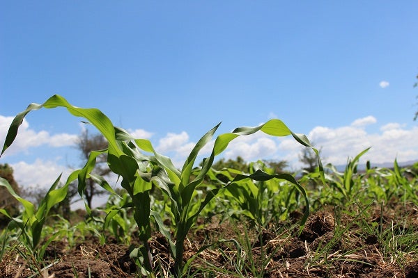 Fledgling corn crop