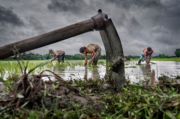 Farmers work in a rice paddy
