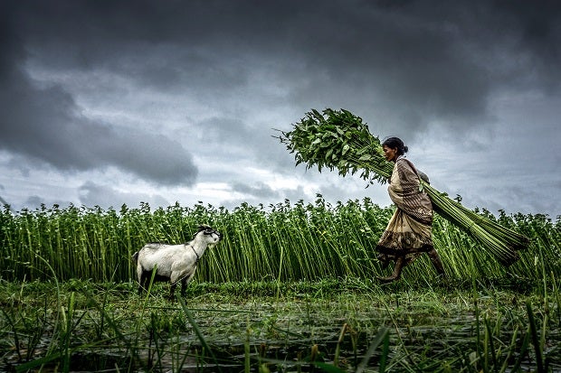 Woman and goat in field, India