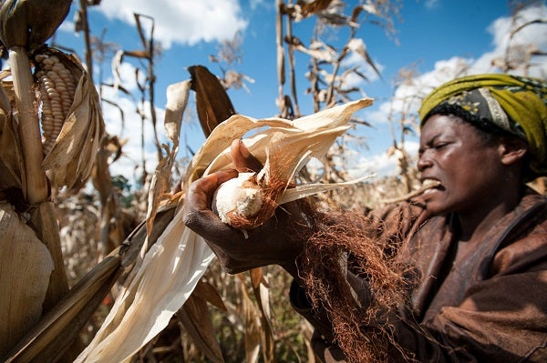 A farmer tends a field in Tanzania