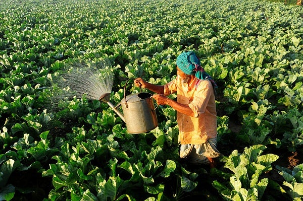 A man in Bangladesh works in a vegetable field