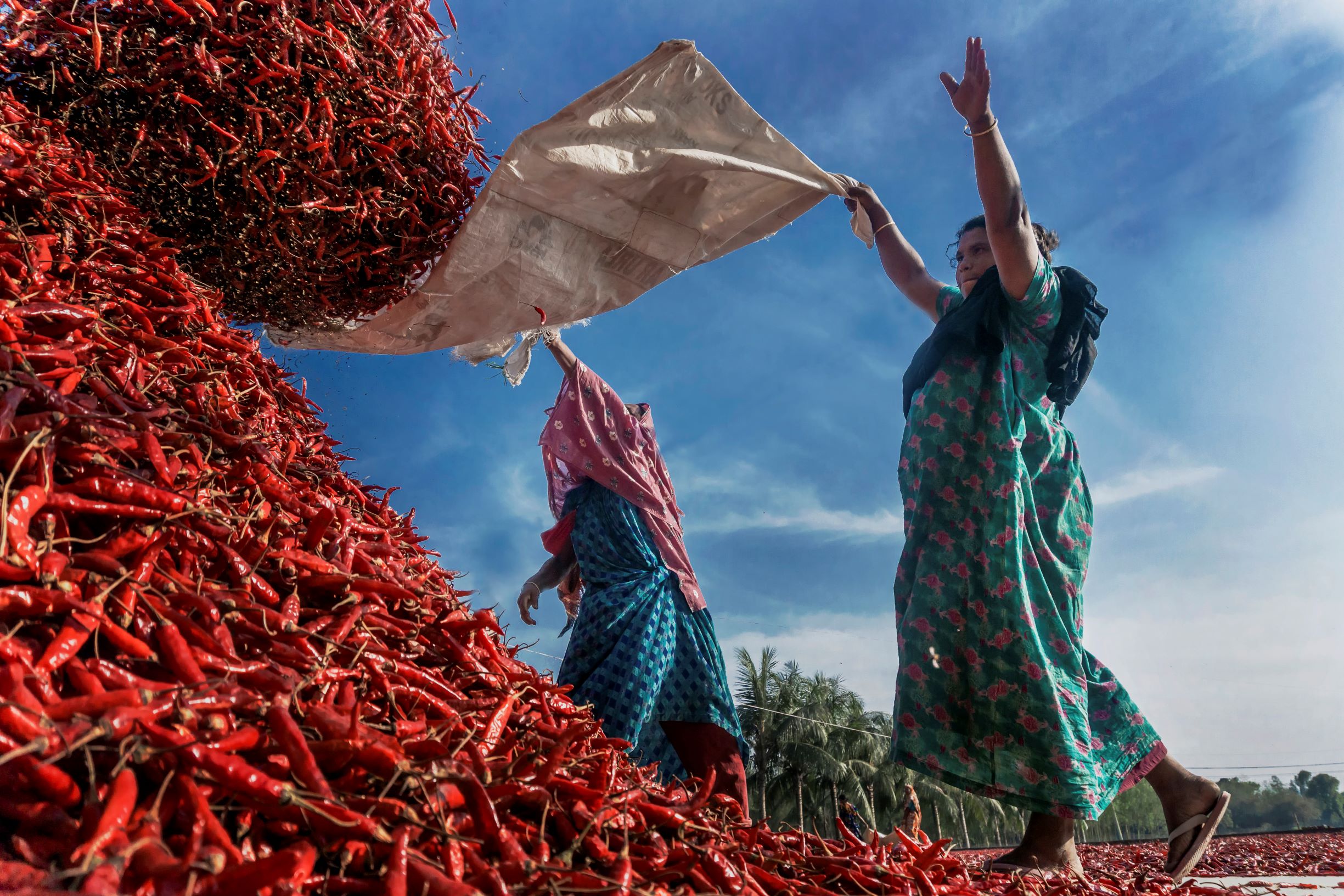 Woman harvests chilis, Bangladesh. Photo by Rokonuzzaman Khan, 2016 CGAP Photo Contest.