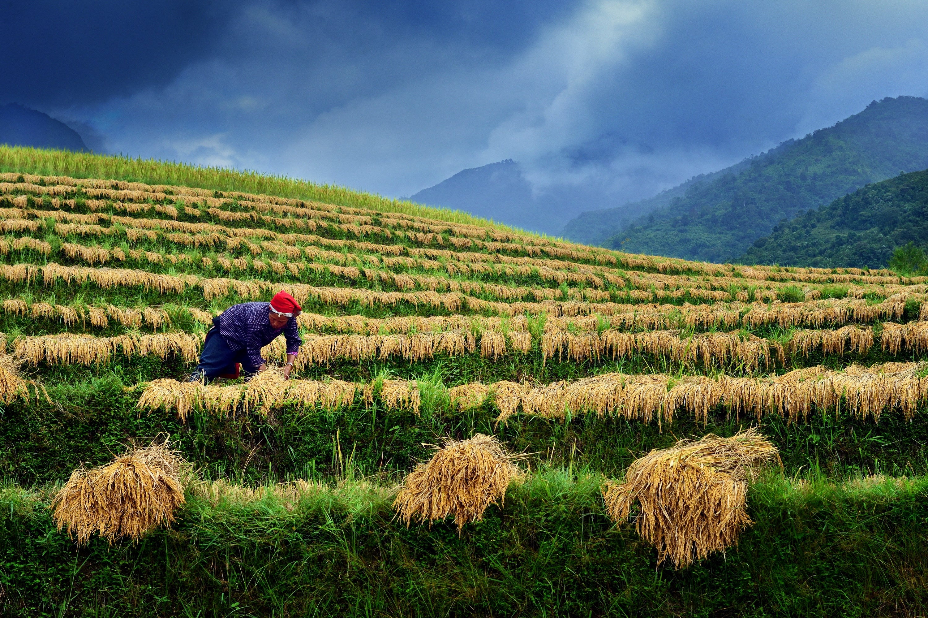 A woman works in a field. Photo by Hoang Long Ly