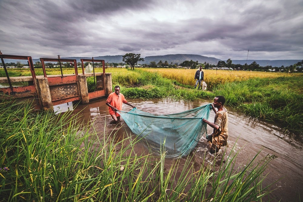 Two rice farmers in Tanzania catch catfish in an irrigation canal.