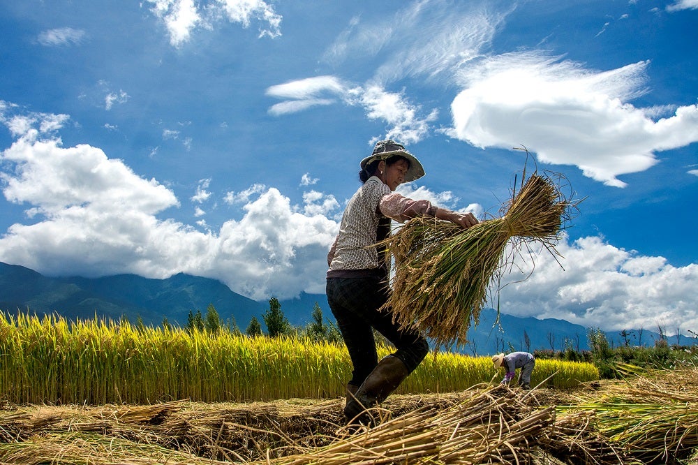 Woman harvests crops in China