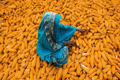 Yellow corn, Bangladesh. Photo by Md. Masfiqur Akhtar Sohan, 2016 CGAP Photo Contest