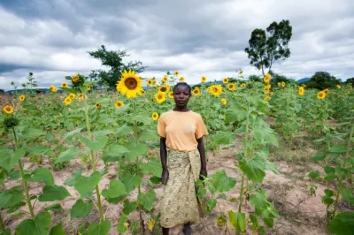 Sunflowers, Tanzania. Photo by Hailey Tucker, 2015 CGAP Photo Contest
