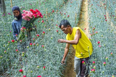 Harvesting flowers (Philippines) by Irvin Jethro Velas