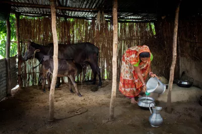 Productive assets like livestock can help households build financial resources, for example, by allowing the m to increase and diversify their incomes. Photo: K.M. Asad, 2015 CGAP Photo Contest