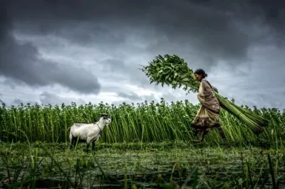 a woman walks through a field while a goat watches