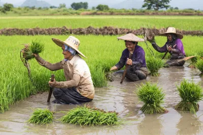 Women work in a rice paddy field