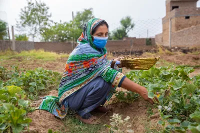 A Pakistani woman checks her garden