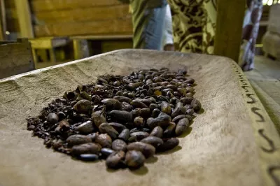 Roasted cocoa beans, slightly crushed.