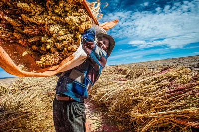 A man harvests quinoa