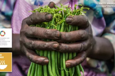 Green bean harvest, Kenya