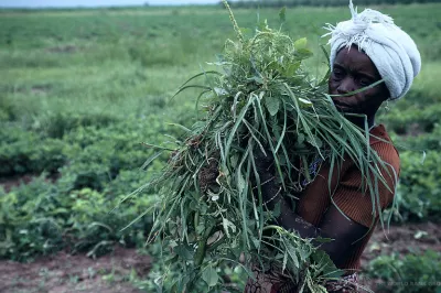 A woman harvests crops in Nigeria.