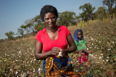 Marieta Paulo harvests cotton with her niece in Mozambique. She and her husband are saving their agricultural earnings to open a small store, and they hope to purchase a solar panel to power a refrigerator for cold drinks. Photo: Allison Shelley