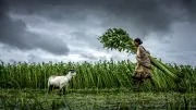A woman and goat walk across a field in India