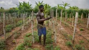 A man inspects his crops in Nigeria