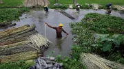 A man harvests in a paddy field