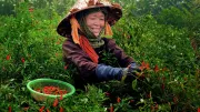 A southeast Asian woman works in the field harvesting her crop