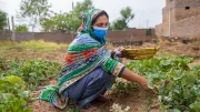 A Pakistani woman checks her garden