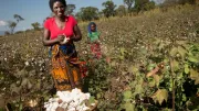 A woman works in the field