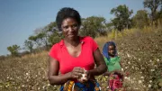 A smallholder family picks cotton in their plot in Muita, Mozambique.