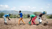Field planting