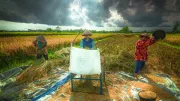 Women farming rice, Indonesia