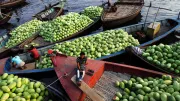 Boats filled with watermelons.