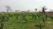 Crops in Pakistan
