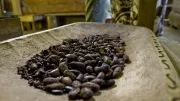 Roasted cocoa beans, slightly crushed.