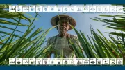 Man in rice field
