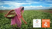 Woman picks okra in a field, India
