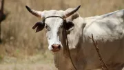 A cow on a farm in Tanzania