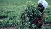 A woman harvests crops in Nigeria.