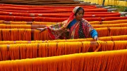 Woman drying cotton threads in India